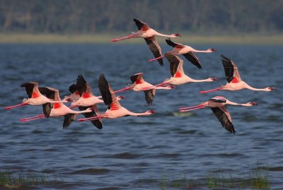 Lesser Flamingo (Phoenicopterus minor) in flight