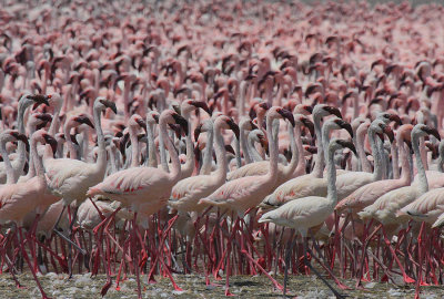 Lesser Flamingo (Phoenicopterus minor) flock