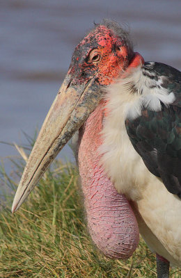 Marabou (Leptoptilos crumeniferus)