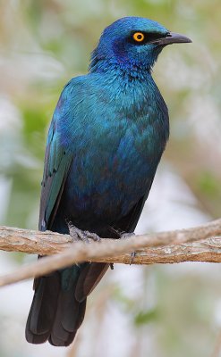 Greater Blue-eared Glossy Starling (Lamprotornis chalybaeus)