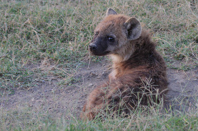 Spotted hyena (Crocuta crocuta) cub