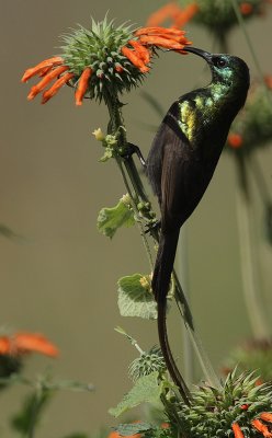 Bronze Sunbird (Nectarinia kilimensis)