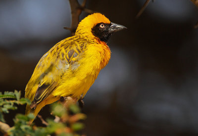 Speke's Weaver (Ploceus spekei)