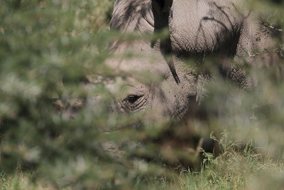 White Rhino Bull peek-a-boo!