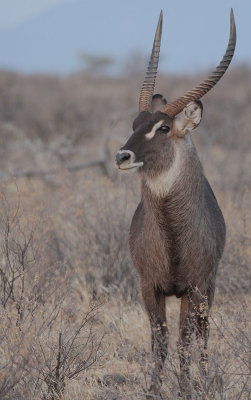 Common Waterbuck (Kobus ellipsiprymnus ellipsiprymnus) Male
