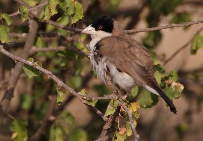 Black-capped Social Weaver (Pseudonigrita cabanisi)