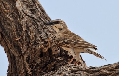 Donaldson-Smiths Sparrow-Weaver (Plocepasser donaldsoni)