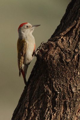 Grey Woodpecker (Dendropicos goertae)