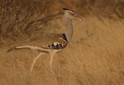 Kori Bustard (Ardeotis kori) male