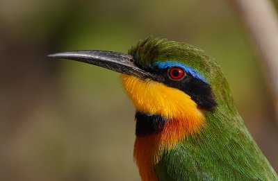 Little Bee-eater (Merops pusillus cyanostictus) headshot
