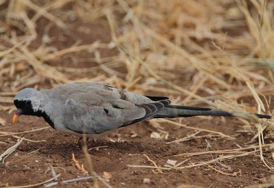 Namaqua Dove (Oena capensis) male