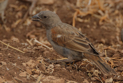 Parrot-billed Sparrow (Passer gongonensis)