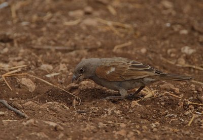 Parrot-billed Sparrow (Passer gongonensis)