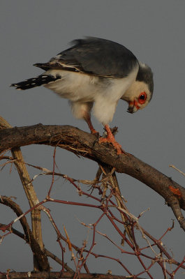 Pygmy Falcon (Polihierax semitorquatus)