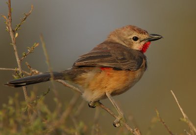 Rosy-patched Bushshrike (Rhodophoneus cruentus)