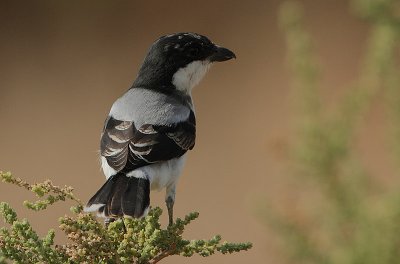 Somali Fiscal (Lanius somalicus)?