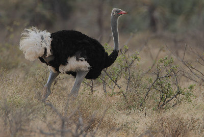 Somali Ostrich (Struthio molybdophanes) Male