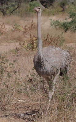 Somali Ostrich (Struthio molybdophanes) Female