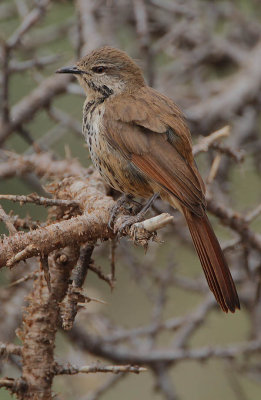 Spotted Morning Thrush (Cichladusa guttata)