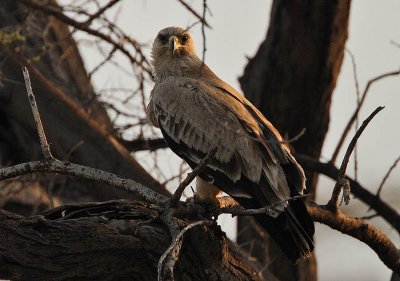 Tawny Eagle (Aquila rapax)