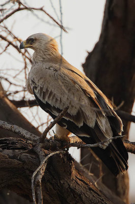 Tawny Eagle (Aquila rapax)