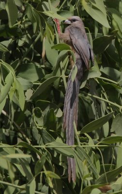 White-headed Mousebird (Colius leucocephalus)