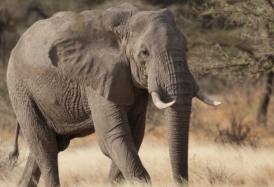 Elephant bull