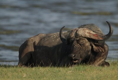 Cape Buffalo Bull