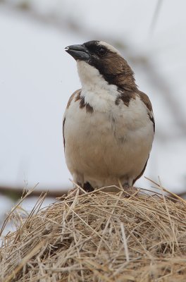 White-browed Sparrow-weaver (Plocepasser mahali)