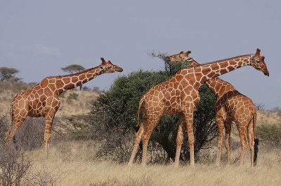 Reticulated Giraffe ( Giraffa camelopardalis reticulata)