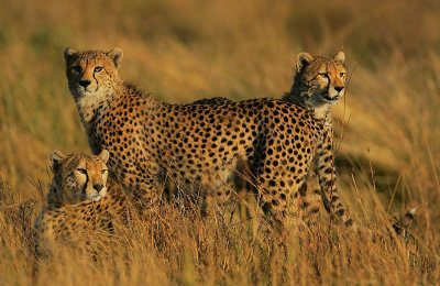 Cheetah family  -ever watchful