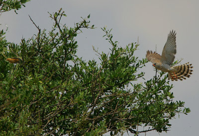Gabar Goshawk (Micronisus gabar) chasing a small bird