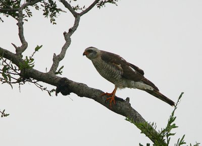 Ovambo Sparrowhawk (Accipiter ovampensis) juvenile