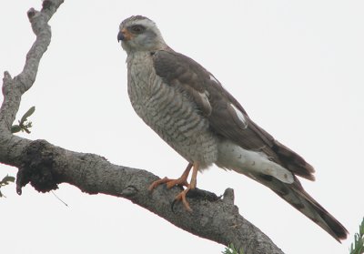 Ovambo Sparrowhawk (Accipiter ovampensis) juvenile