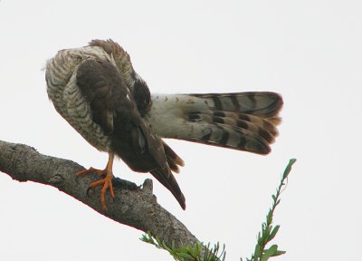 Ovambo Sparrowhawk Accipiter ovampensis) juvenile  preening
