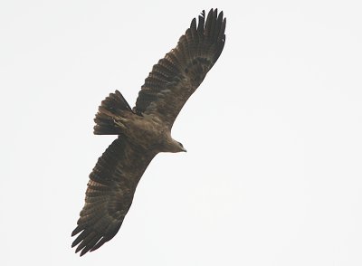 Tawny Eagle ( Aquila rapax)