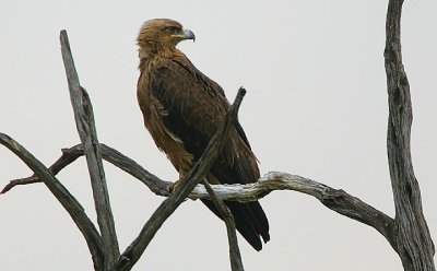 Tawny Eagle  (Aquila rapax)