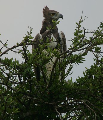 Martial Eagle (Polemaetus bellicosus) with a full crop