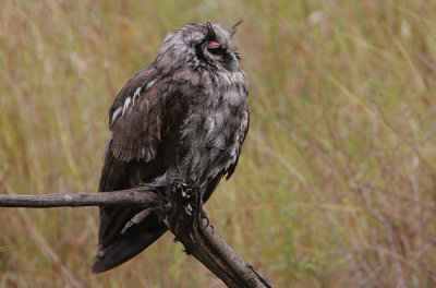 Verreauxs Eagle-Owl (Bubo lacteus)