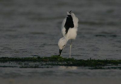 Crab Plover