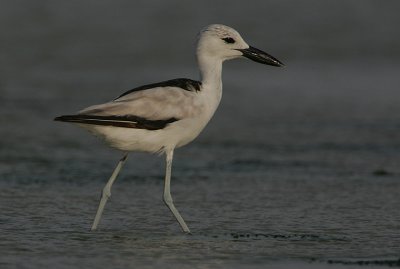 Crab Plover 