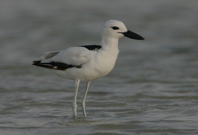 Crab Plover