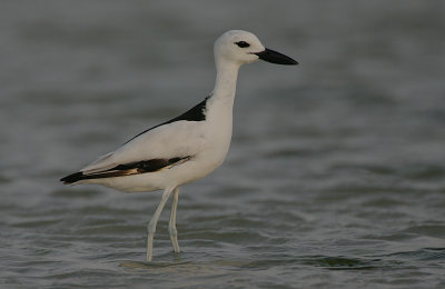 Crab Plover