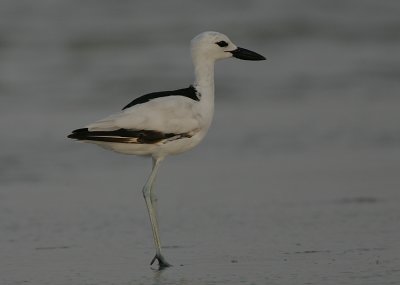 Crab Plover