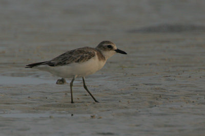 Greater Sandplover (Charadrius leschenaultii)