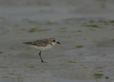 Lesser Sand Plover (Charadrius mongolus)