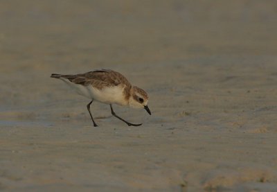 Lesser Sand Plover  (Charadrius mongolus)