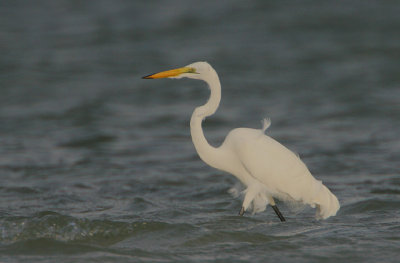 Great White Egret (Casmerodius albus)