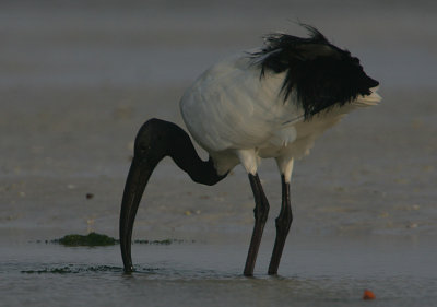 Sacred Ibis (Threskiornis aethiopicus)