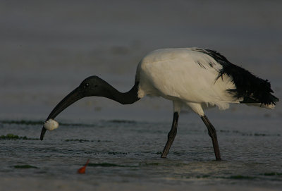 Sacred Ibis (Threskiornis aethiopicus) with a de-legged crab